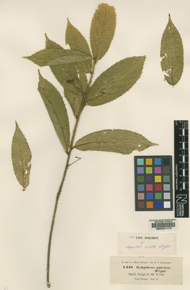 Symplocos pulchra subsp. pulchra photo 3