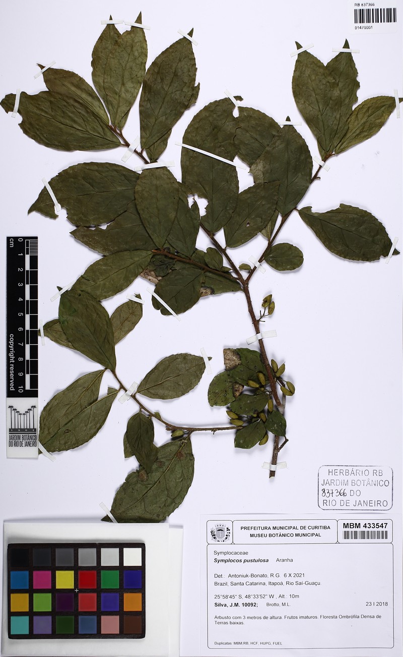 Symplocos pustulosa