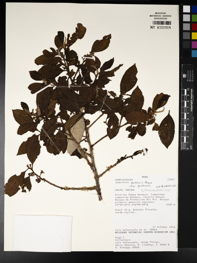 Symplocos quitensis subsp. quitensis