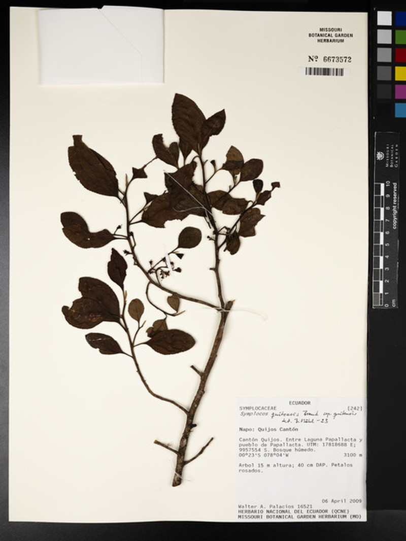 Symplocos quitensis subsp. quitensis photo 2