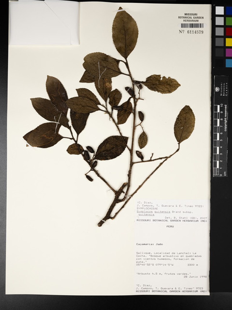 Symplocos quitensis subsp. quitensis photo 3