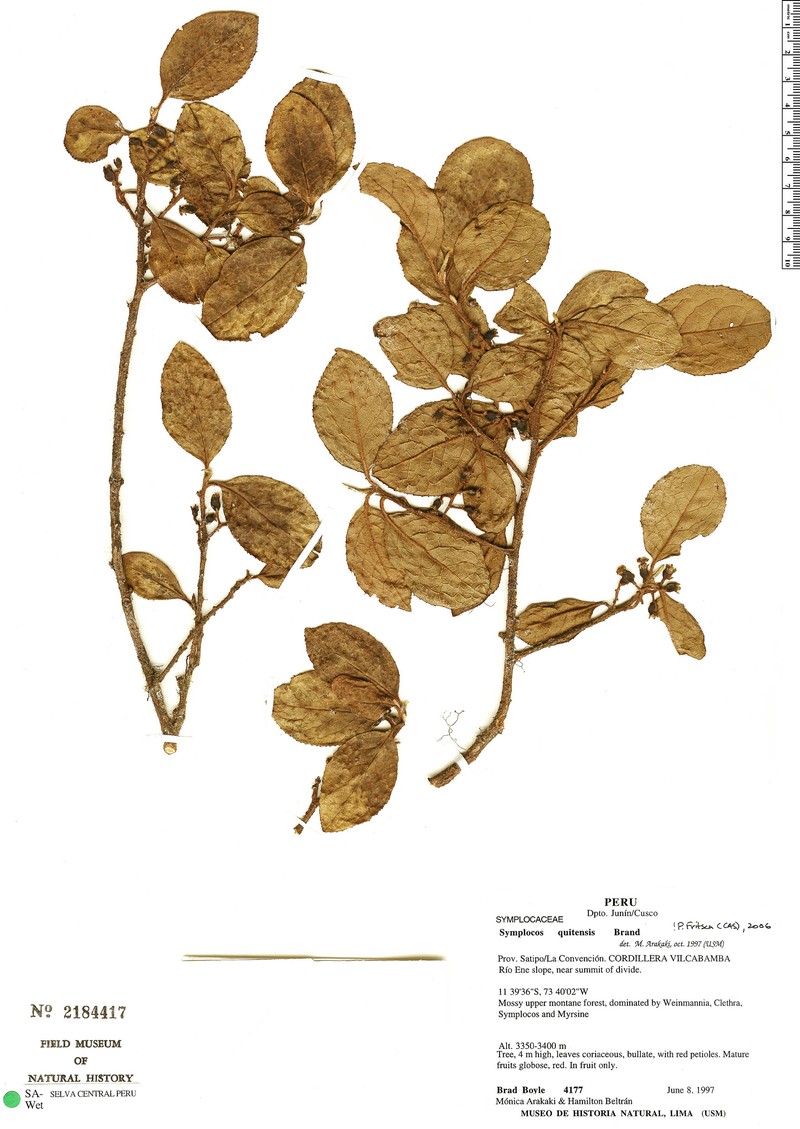 Symplocos quitensis subsp. quitensis photo 4