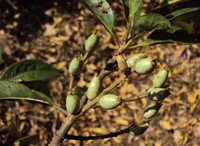 Lodhtree