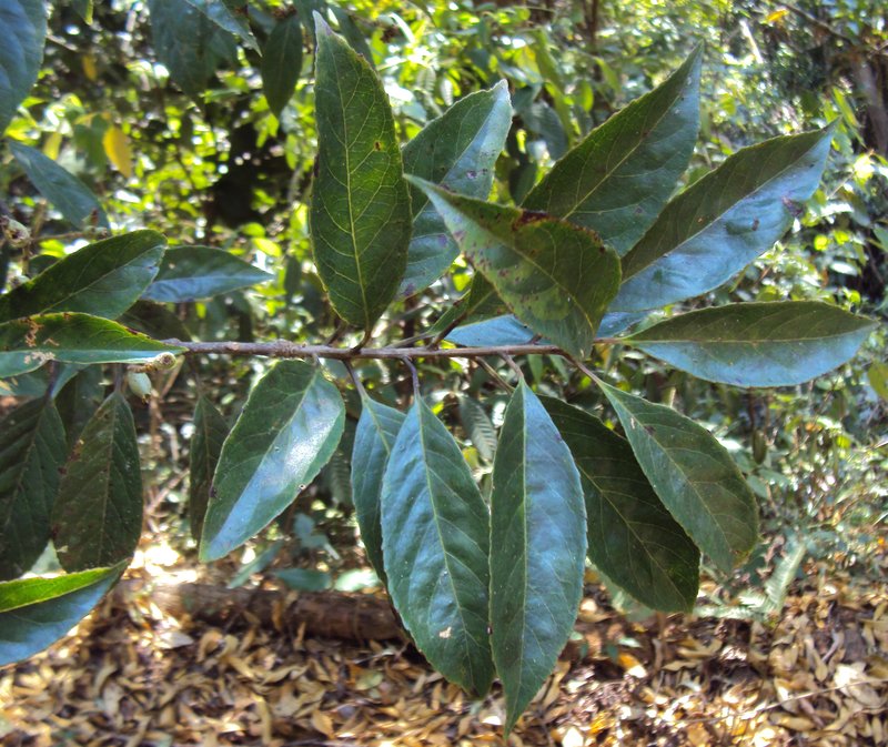 Lodhtree photo 8