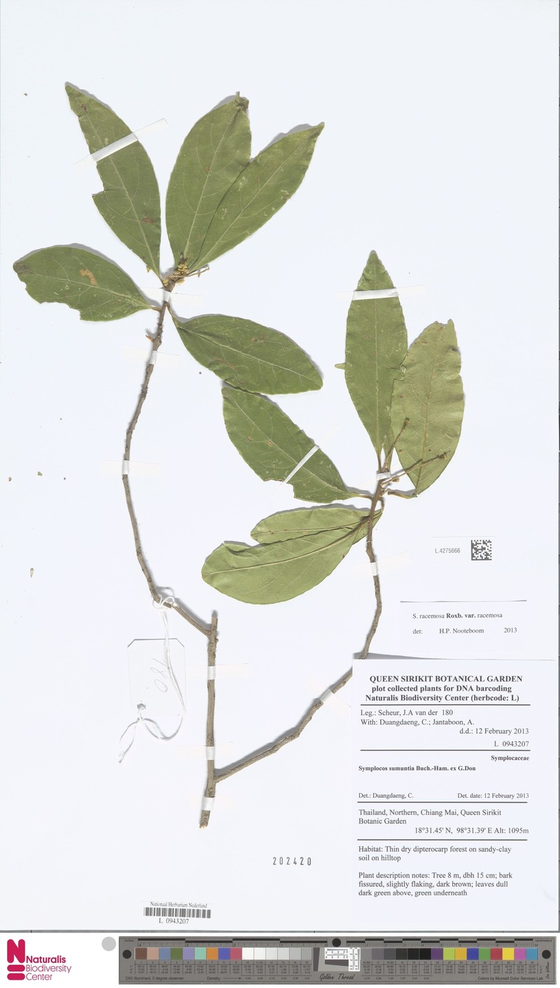 Symplocos racemosa var. racemosa