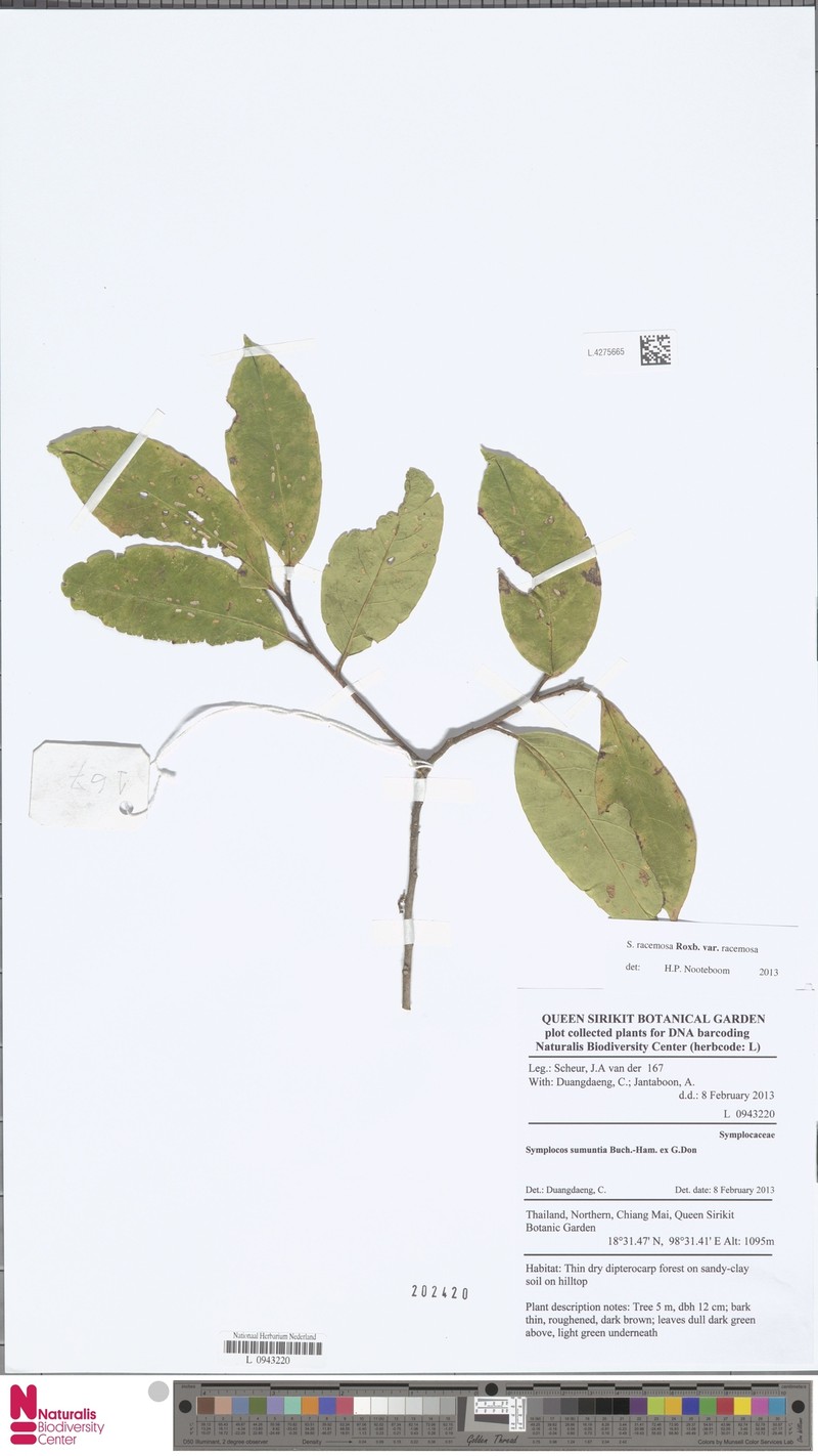Symplocos racemosa var. racemosa photo 2