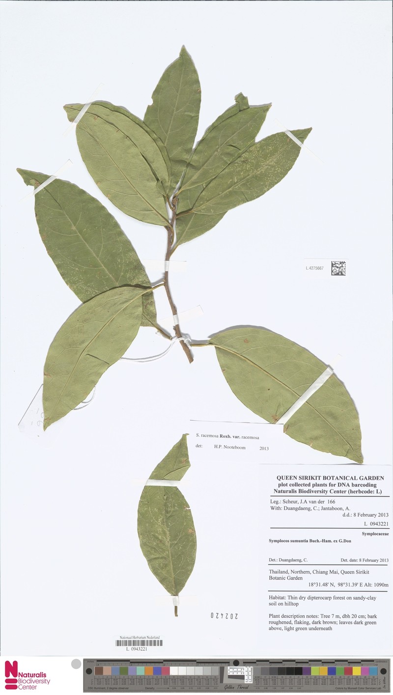 Symplocos racemosa var. racemosa photo 3