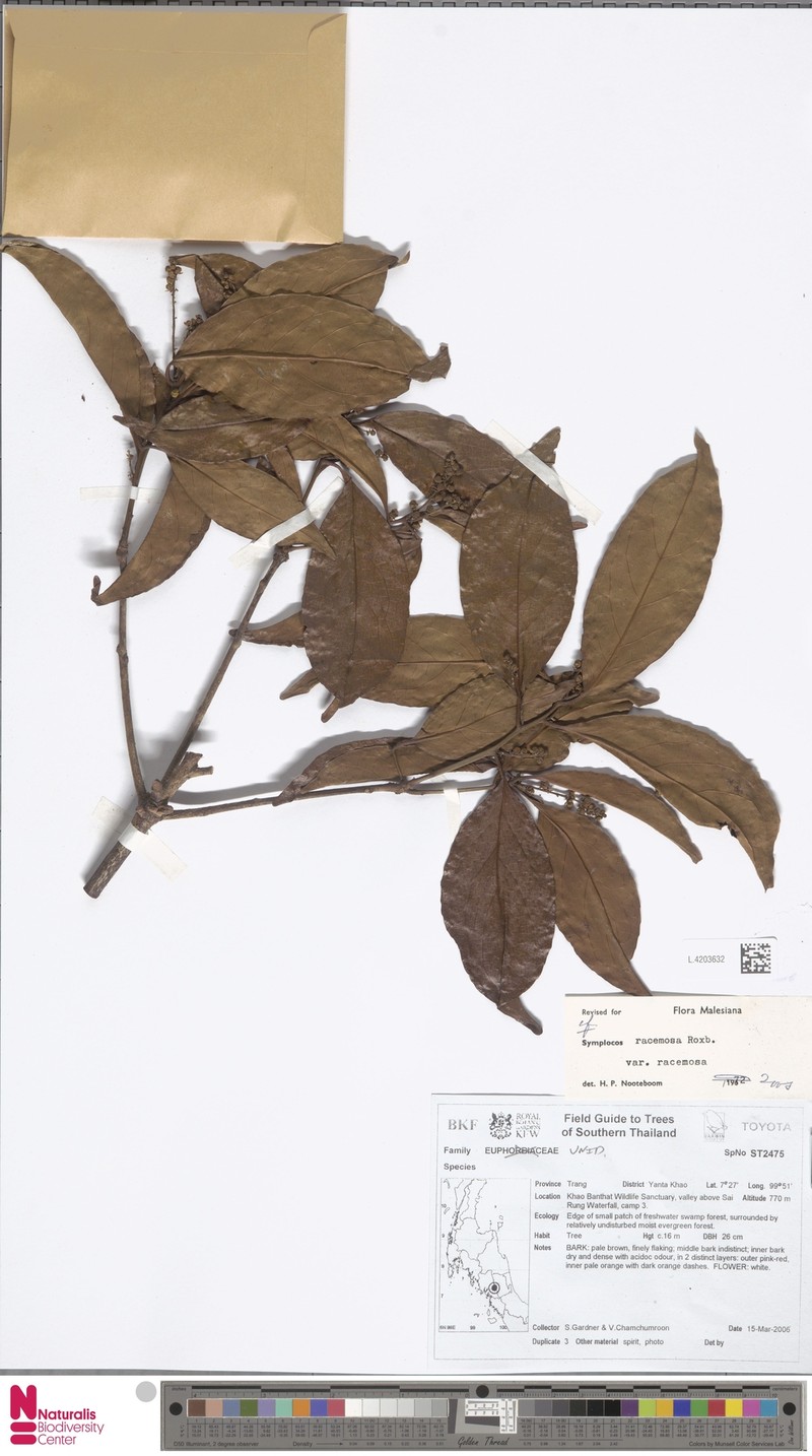 Symplocos racemosa var. racemosa photo 4