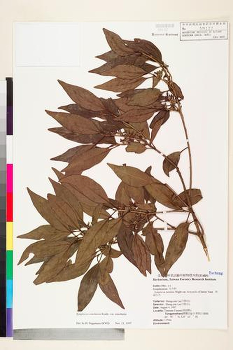 Symplocos sonoharae var. sonoharae