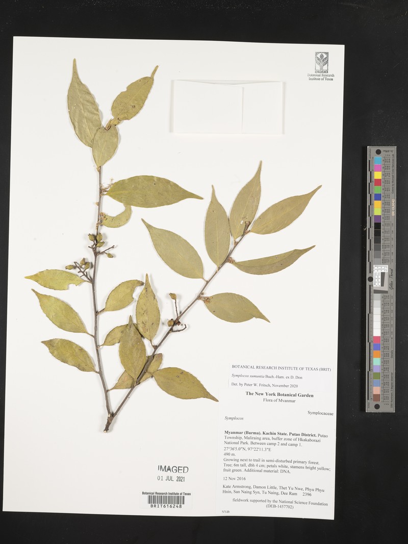 Symplocos sumuntia var. sumuntia