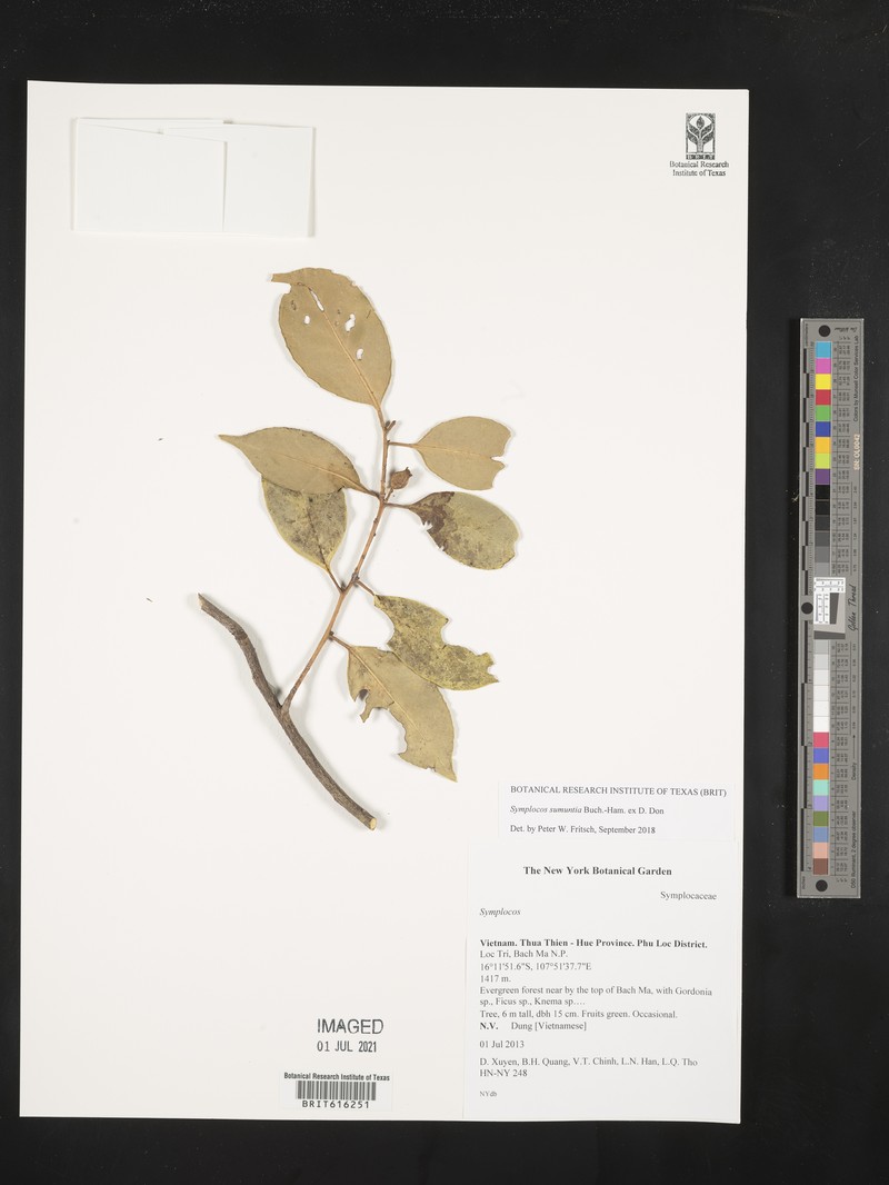 Symplocos sumuntia var. sumuntia photo 2