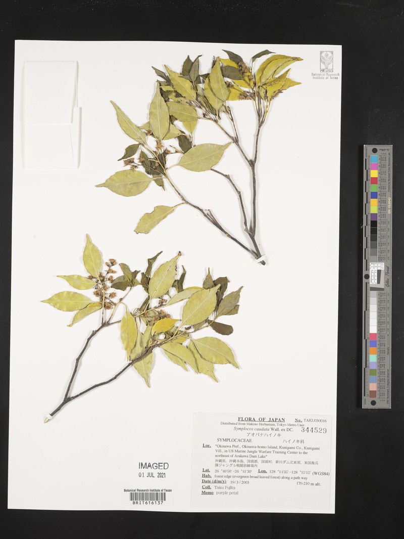 Symplocos sumuntia var. sumuntia photo 3
