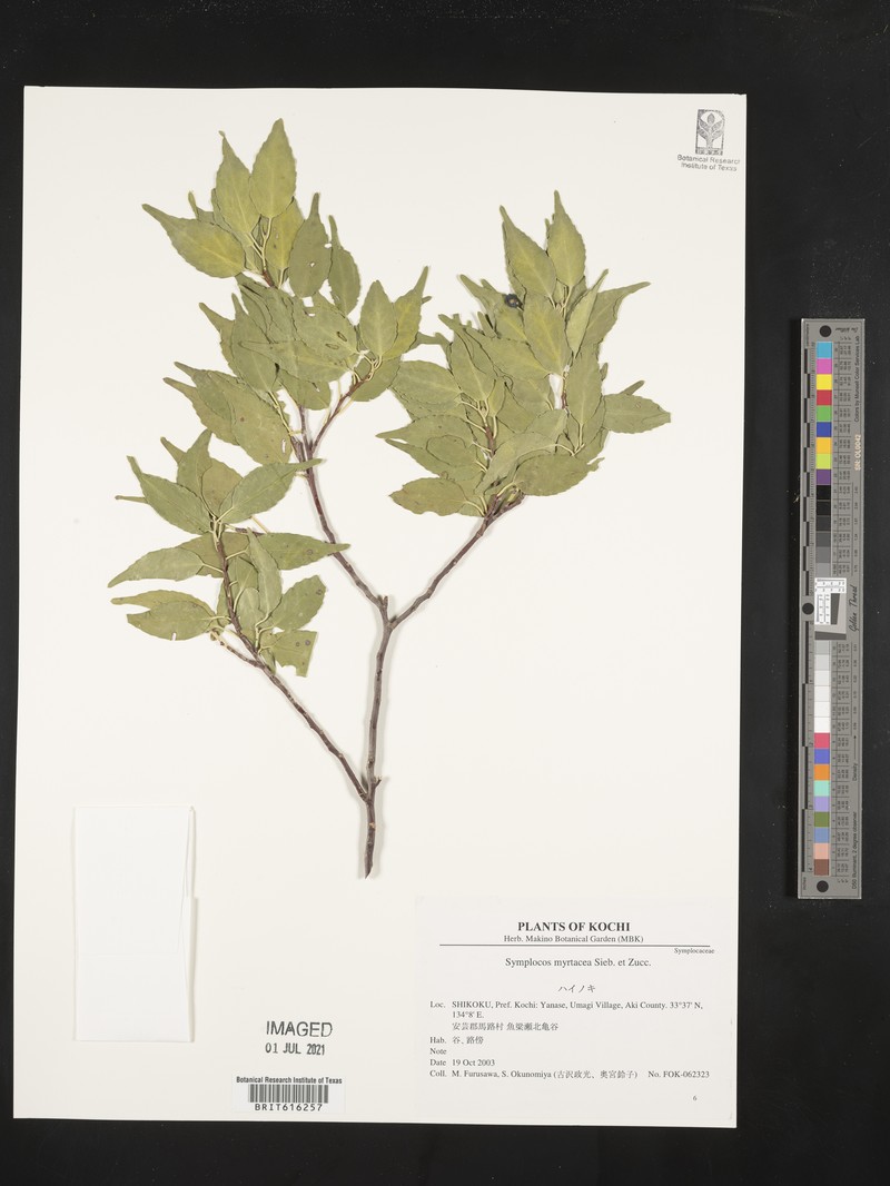 Symplocos sumuntia var. sumuntia photo 4