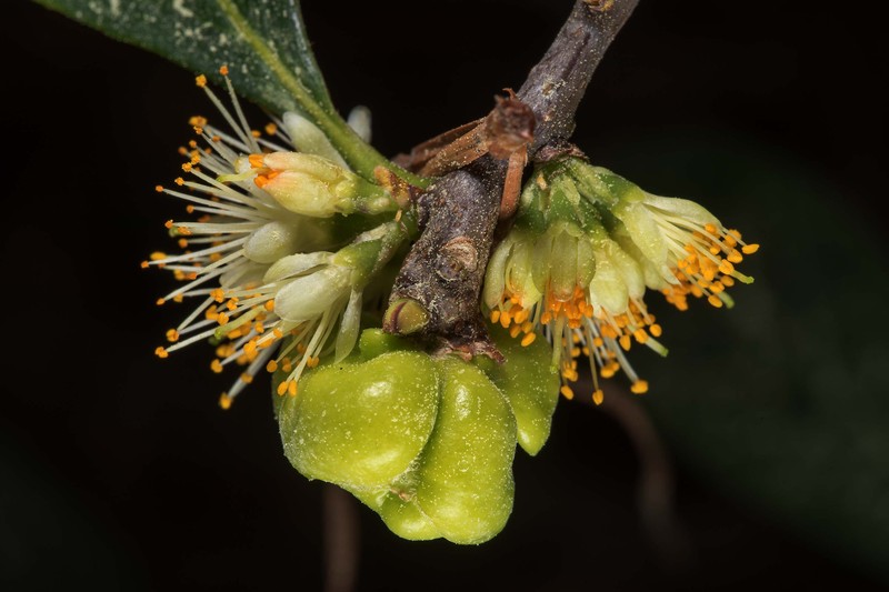 Common Sweetleaf photo 2