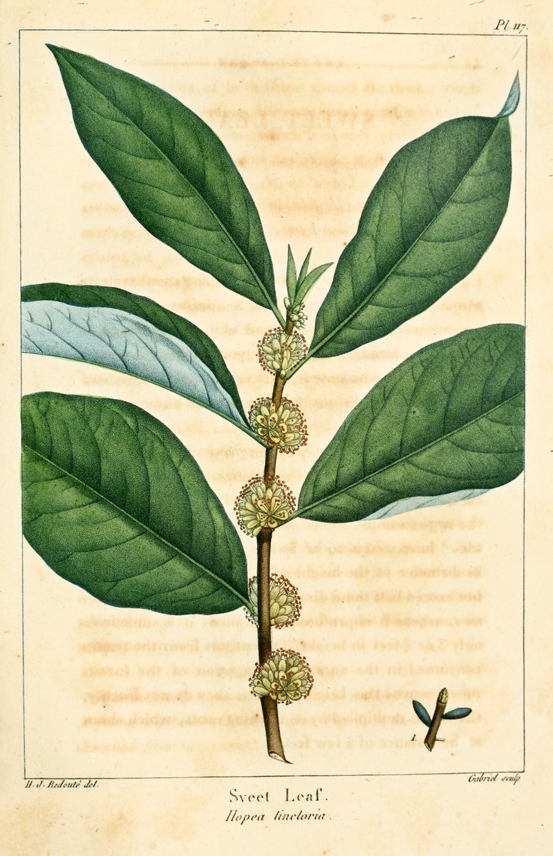 Common Sweetleaf photo 2