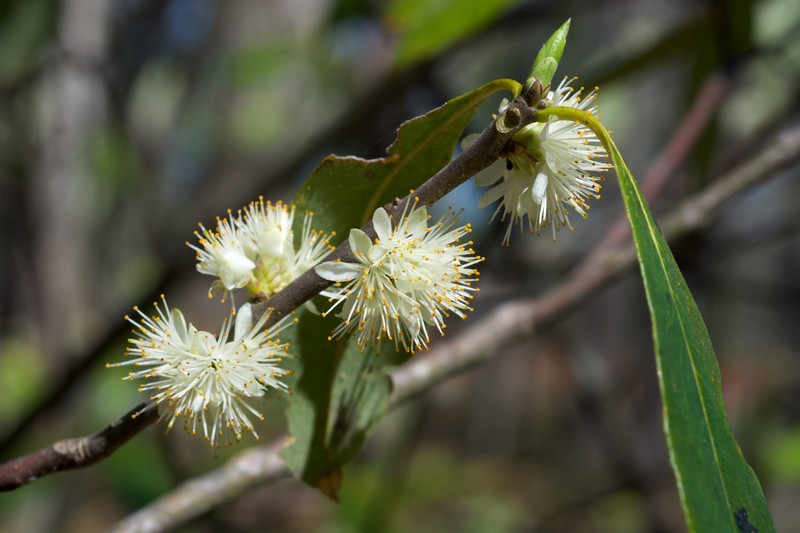 Common Sweetleaf
