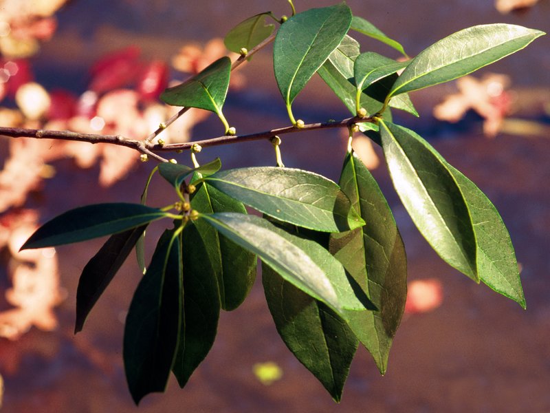 Common Sweetleaf photo 5