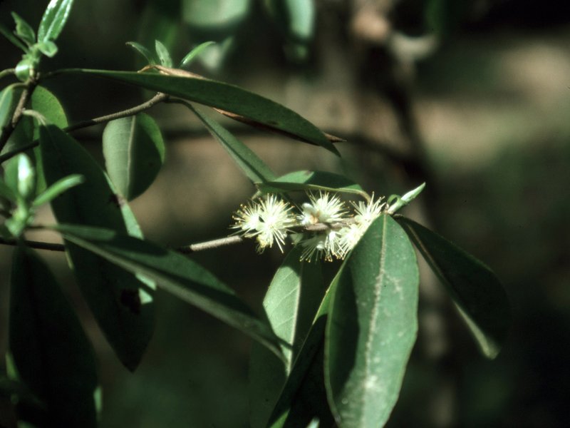 Common Sweetleaf photo 6