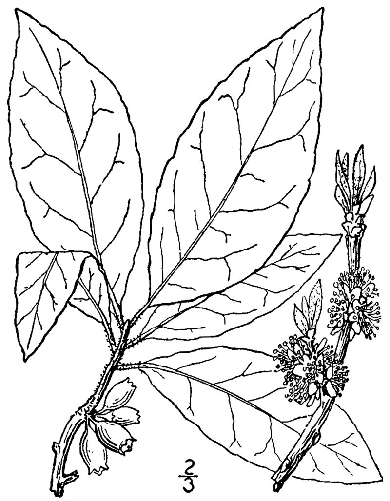 Common Sweetleaf photo 6