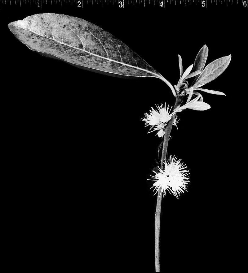 Common Sweetleaf photo 8