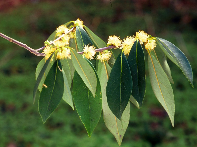 Common Sweetleaf photo 3