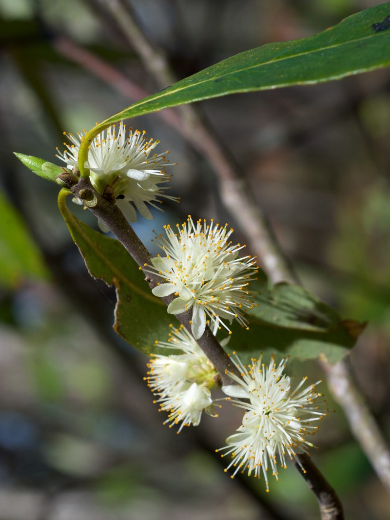 Common Sweetleaf photo 4