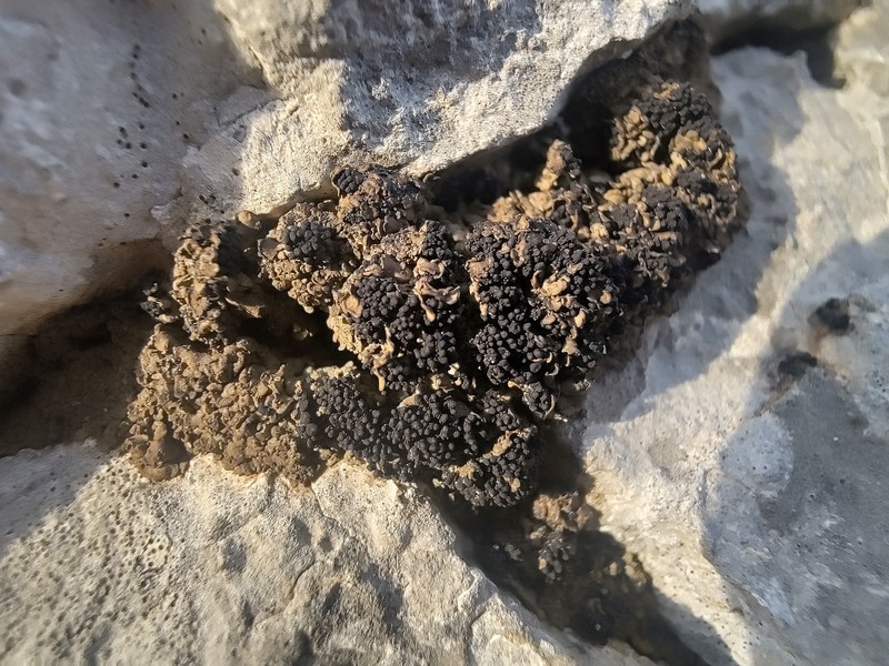 Synalissa Lichen