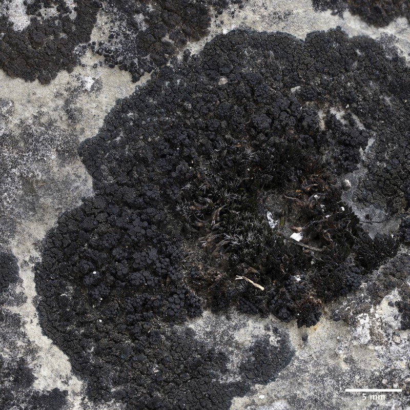 Synalissa Lichen photo 2