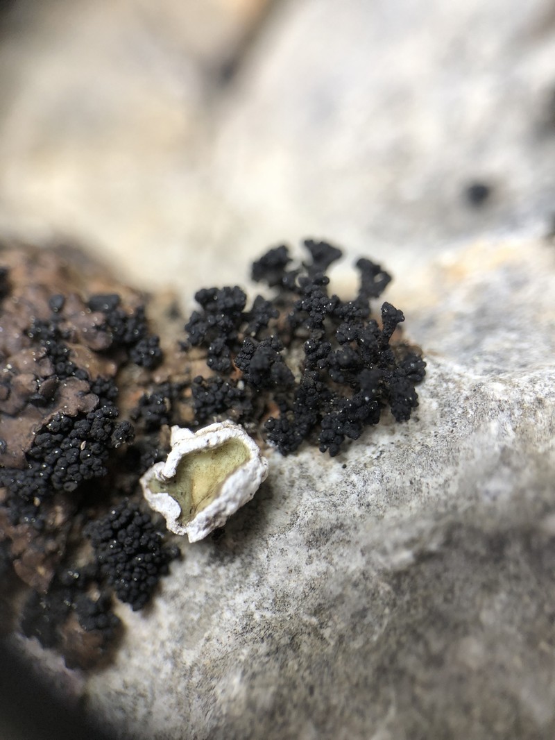Synalissa Lichen photo 3
