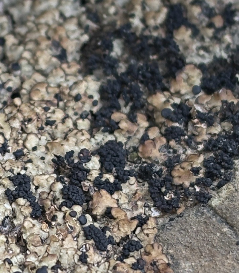 Synalissa Lichen photo 4