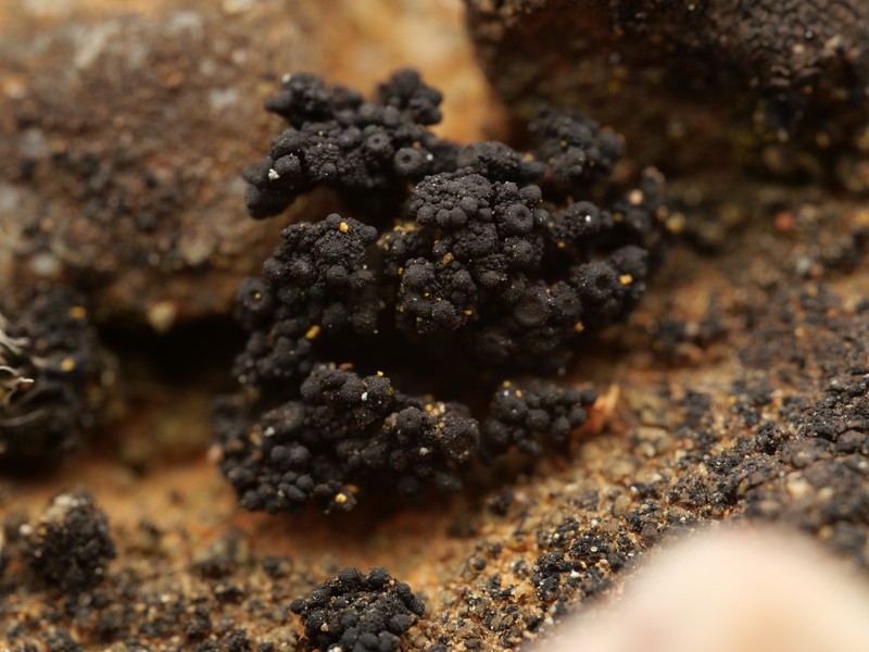 Synalissa Lichen photo 5