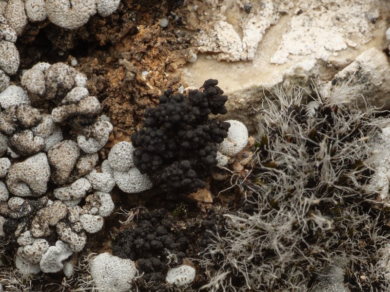 Synalissa Lichen photo 6