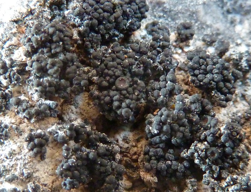 Synalissa Lichen