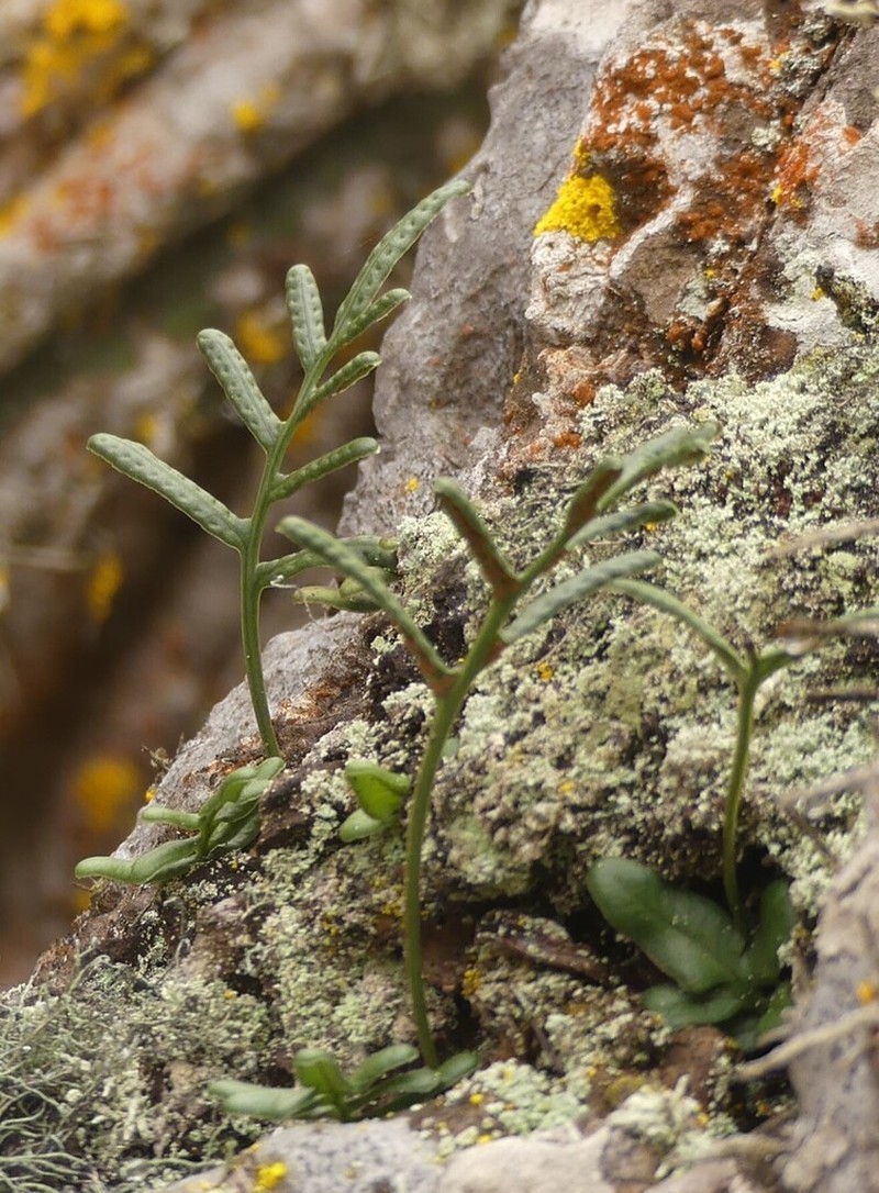 Synammia espinosae