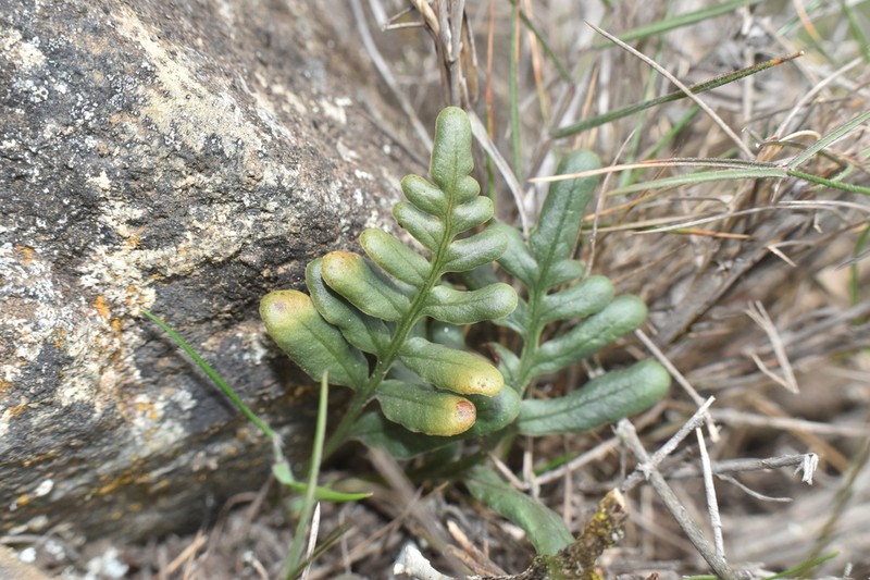 Synammia espinosae photo 5