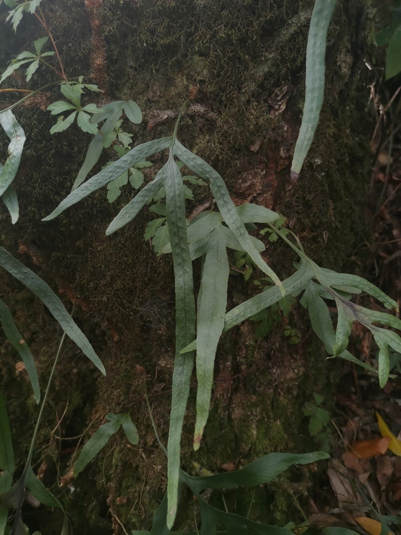 Synammia feuillei