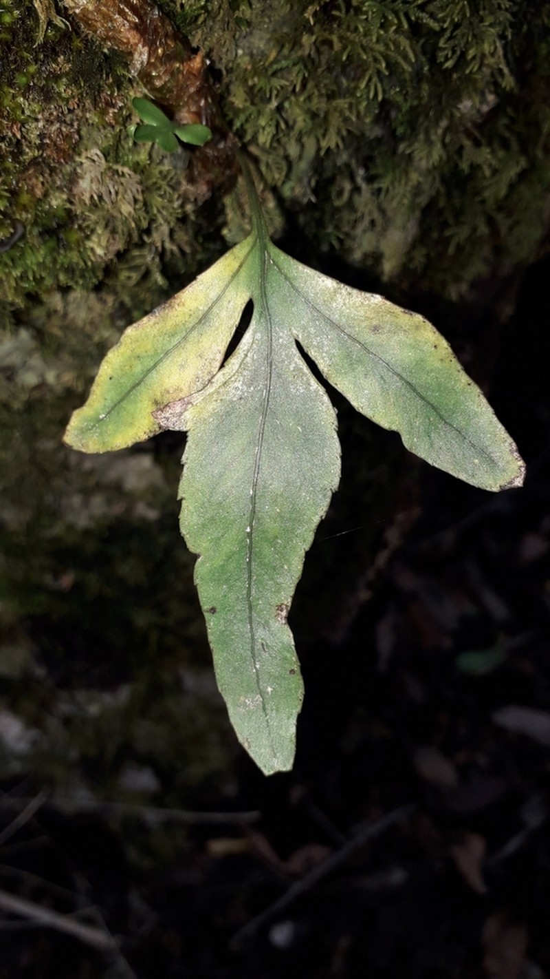 Synammia feuillei photo 5