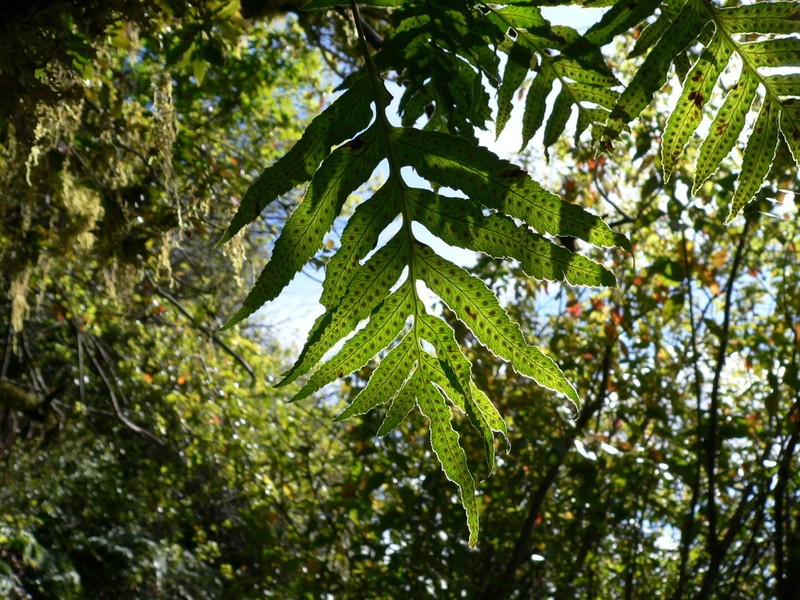 Synammia intermedia