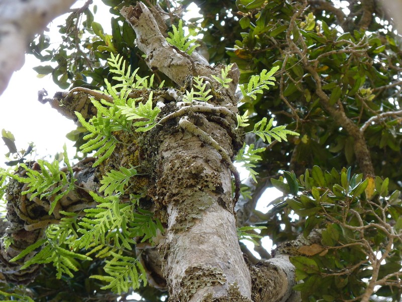 Synammia intermedia photo 2