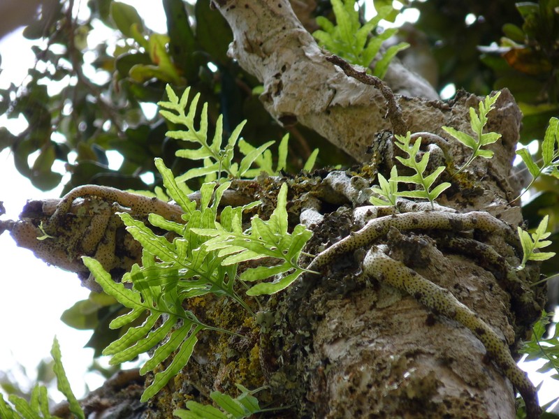 Synammia intermedia photo 3