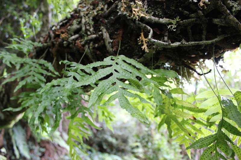 Synammia intermedia photo 7