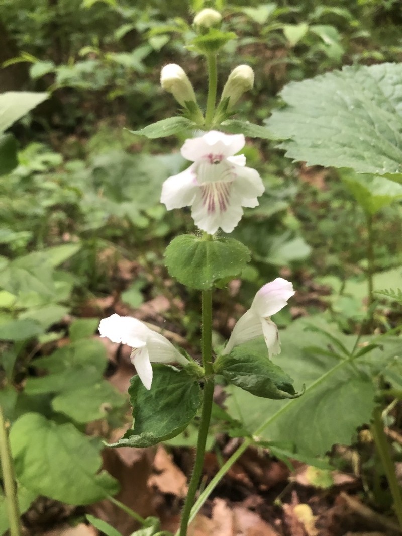 Guyandotte Beauty
