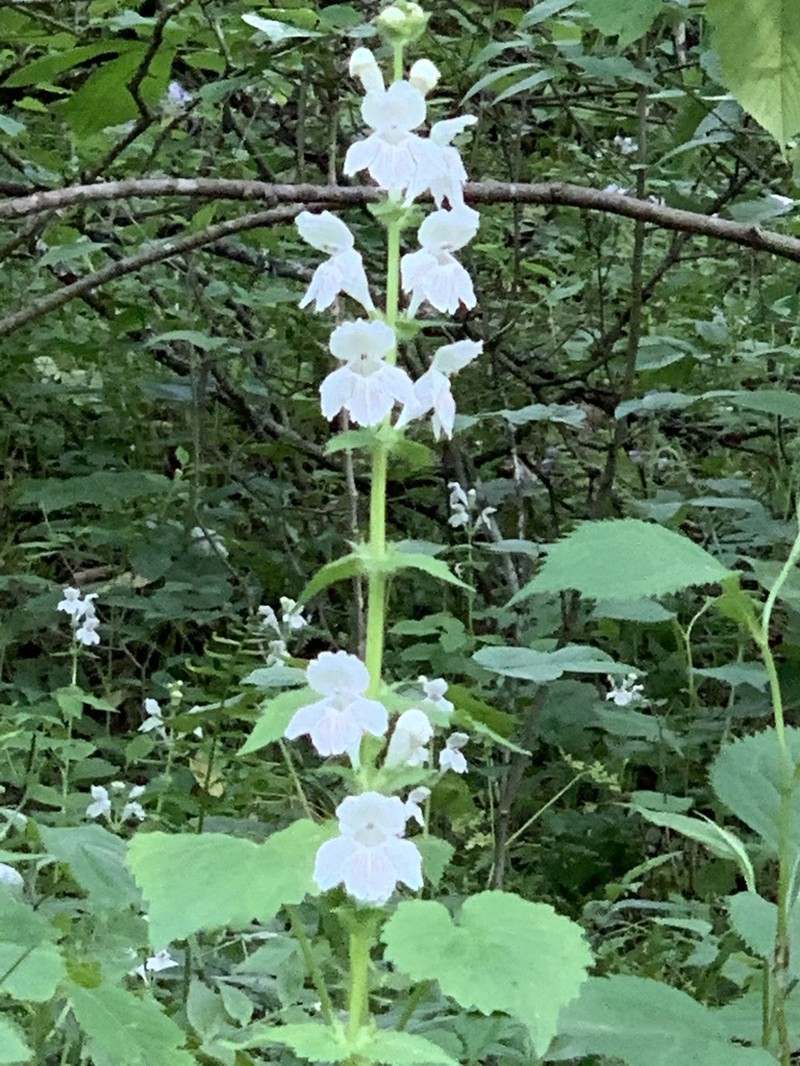 Guyandotte Beauty photo 3