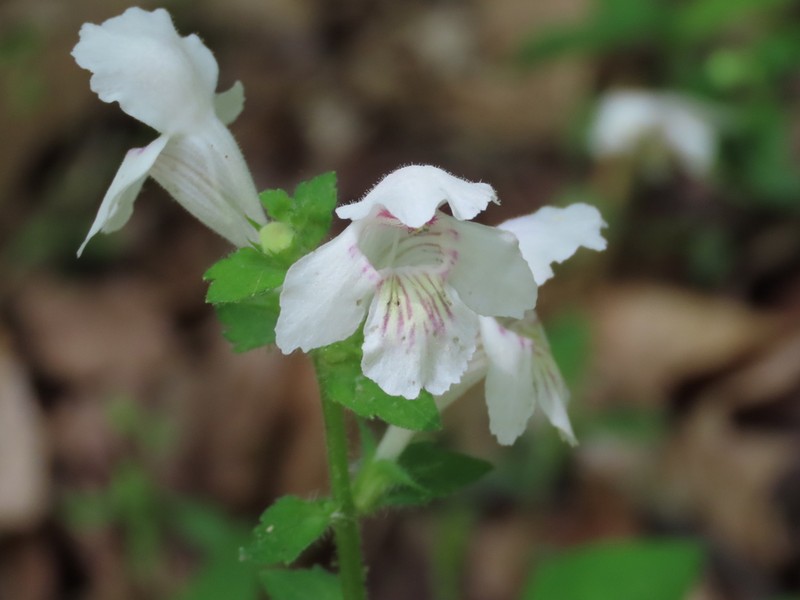 Guyandotte Beauty photo 4