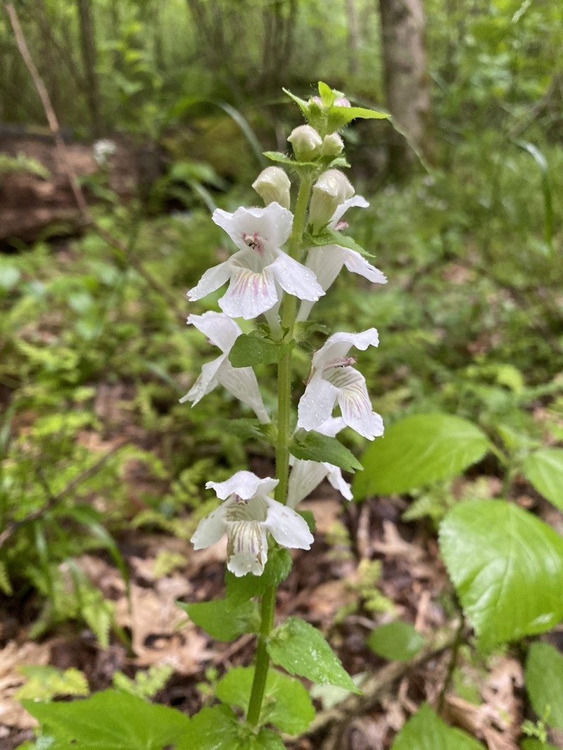 Guyandotte Beauty photo 5