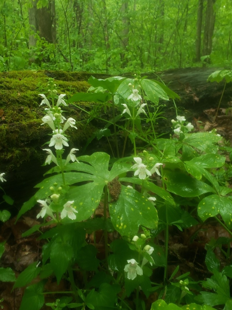 Guyandotte Beauty photo 7