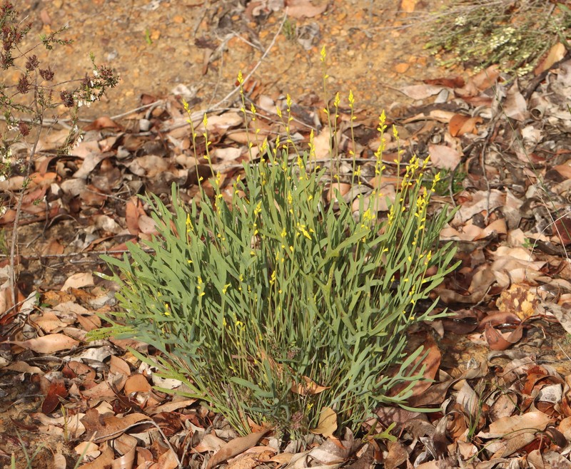 Synaphea petiolaris subsp. petiolaris