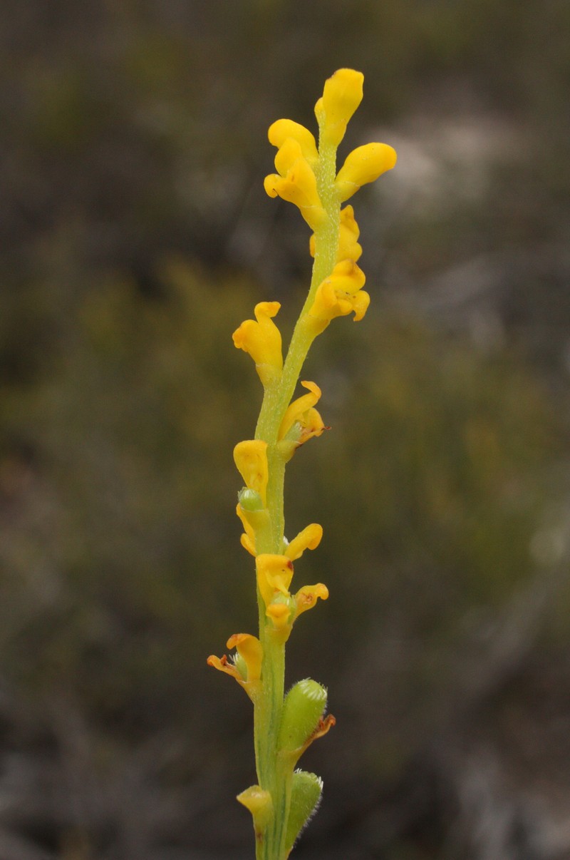 Synaphea petiolaris subsp. petiolaris photo 2