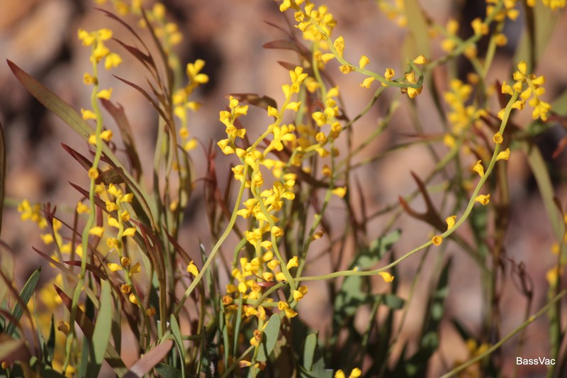 Synaphea petiolaris subsp. petiolaris photo 3