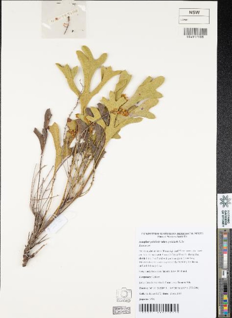 Synaphea petiolaris subsp. petiolaris photo 4